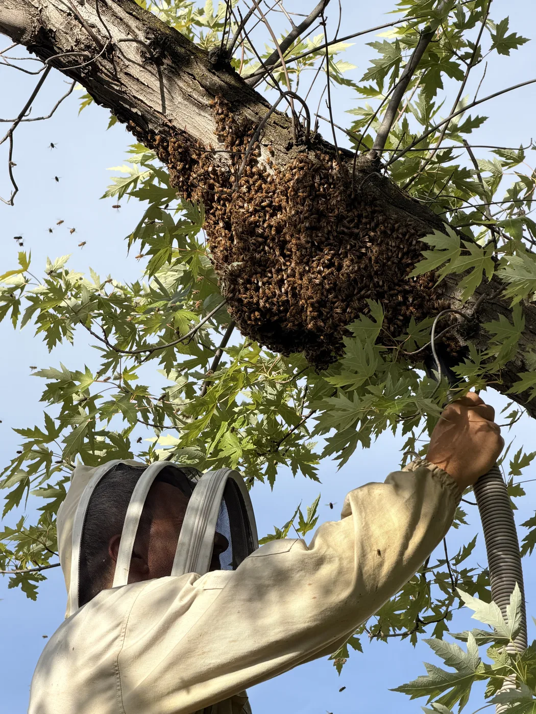 Close view of a live honey bee swarm cluster on a tree trunk being collected by a suited beekeeper
