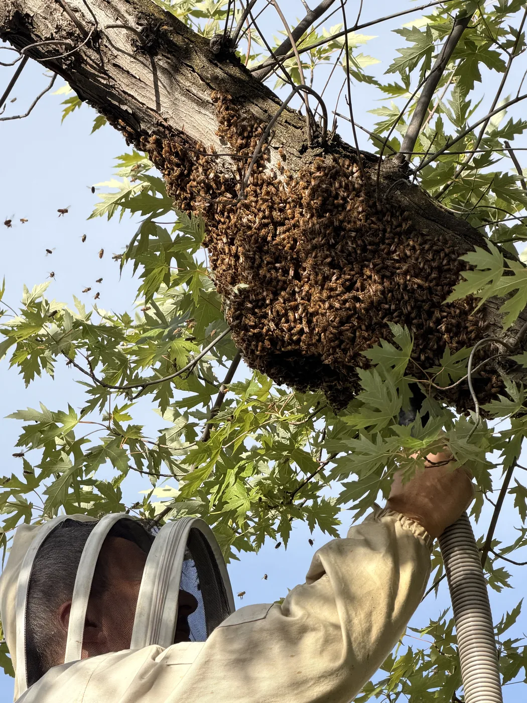 Looking up at a large honey bee swarm in a residential tree as a beekeeper reaches in to collect it