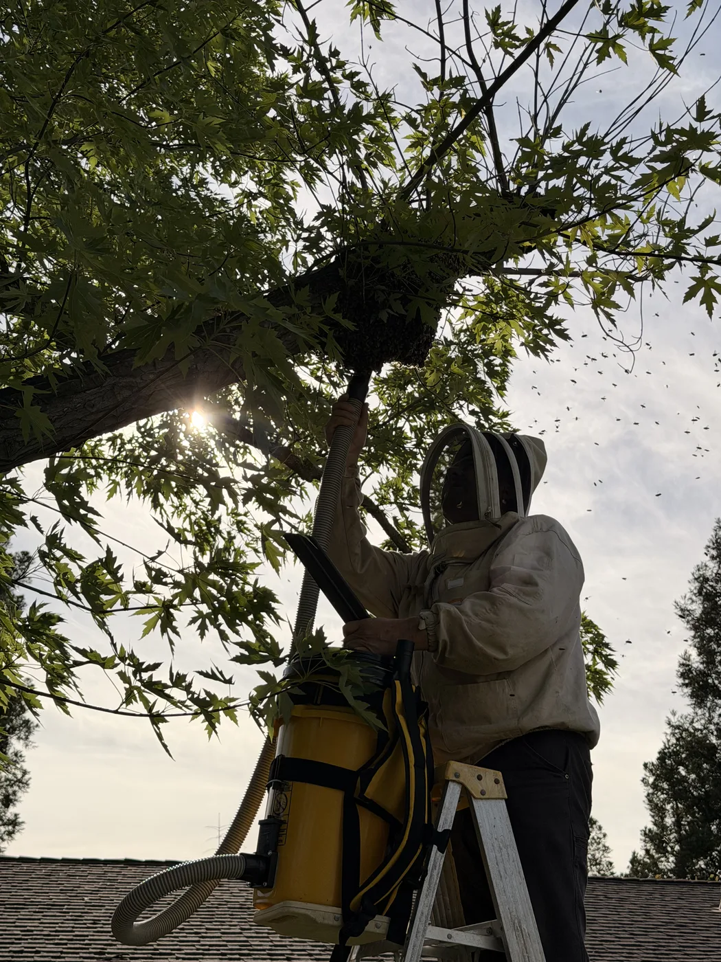 Beekeeper on a ladder at sunrise vacuuming a bee swarm from a tree, sunlight flaring through the leaves
