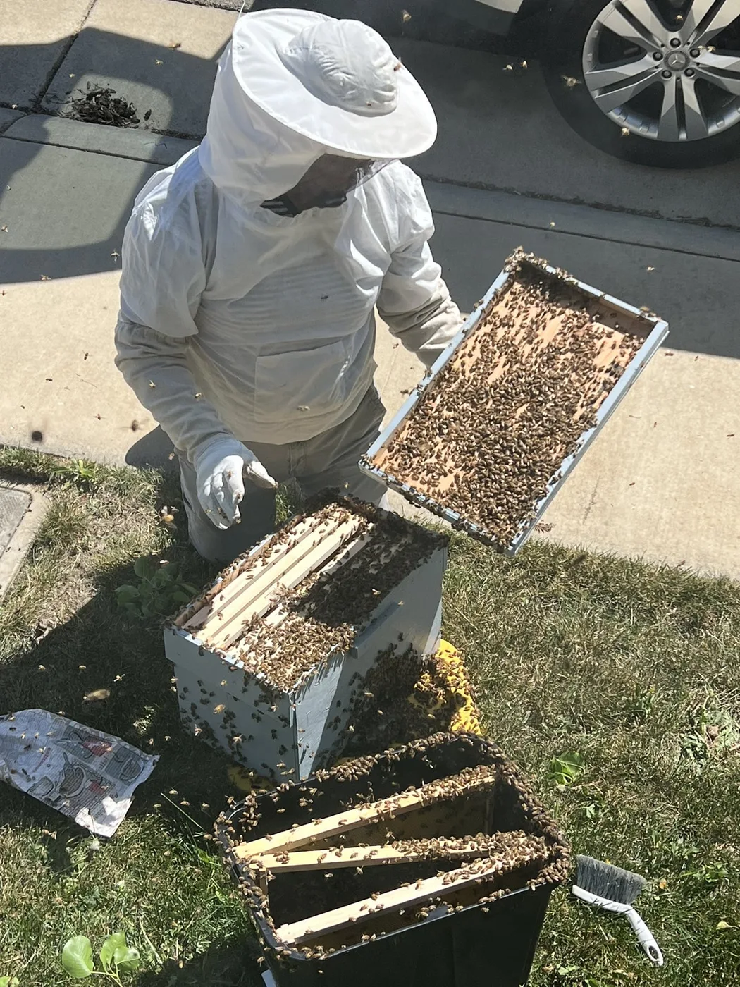 Beekeeper in a white suit transferring frames covered in rescued bees into a managed hive box