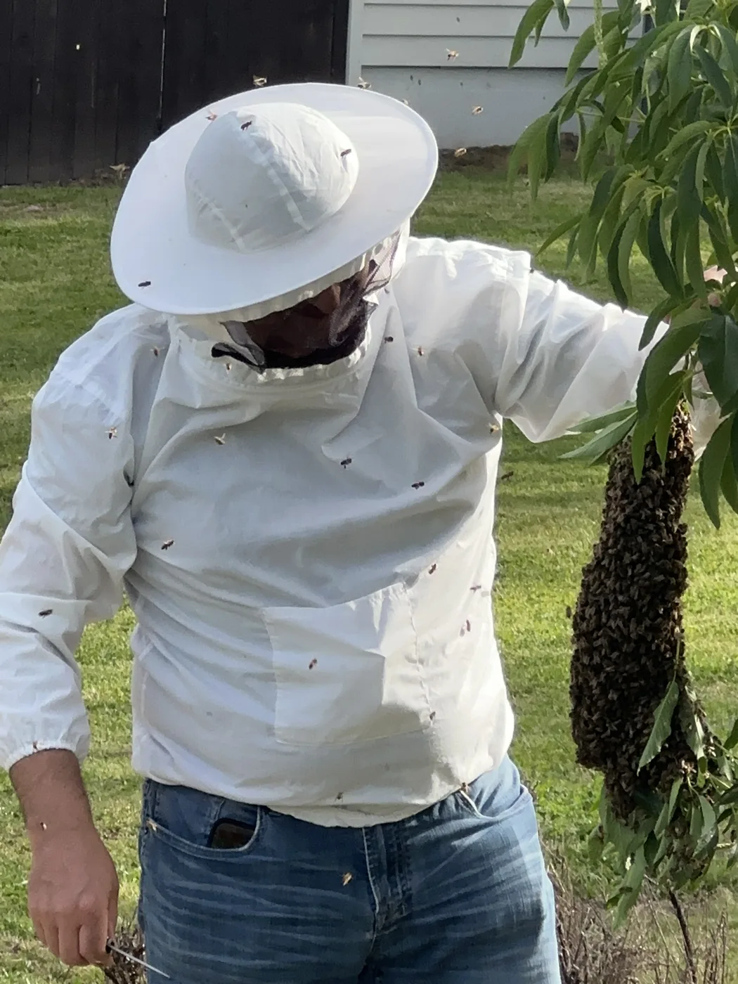 Suited beekeeper holding a large honey bee swarm cluster pulled from a low tree branch
