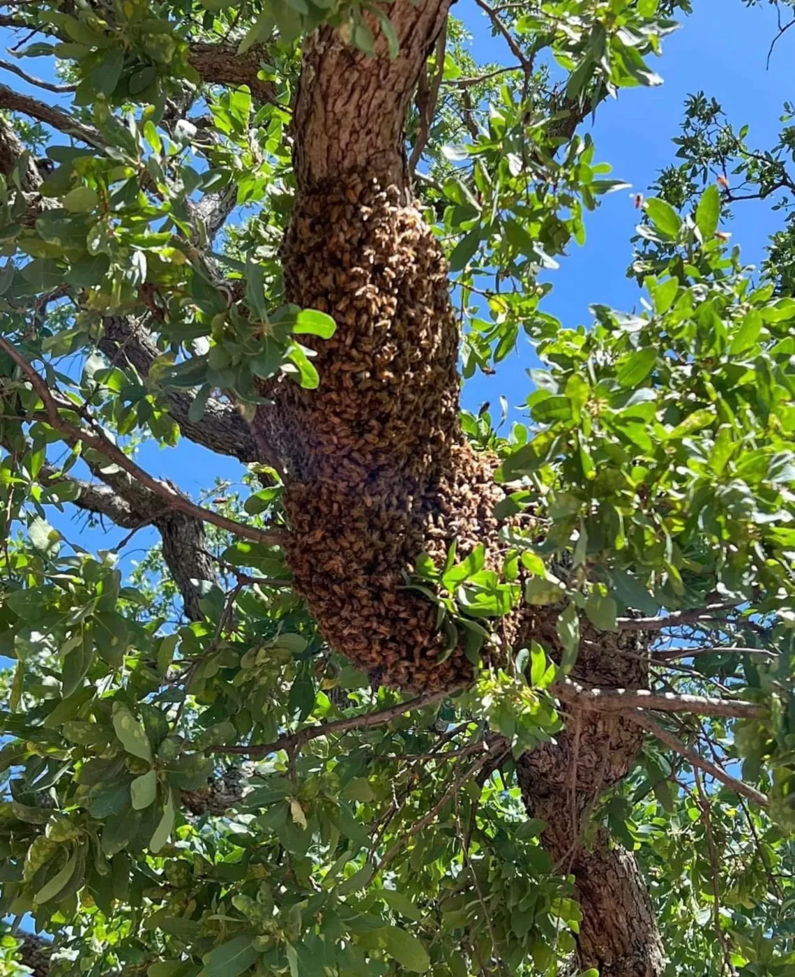 A large honey bee swarm clustered on a tree trunk against a blue sky