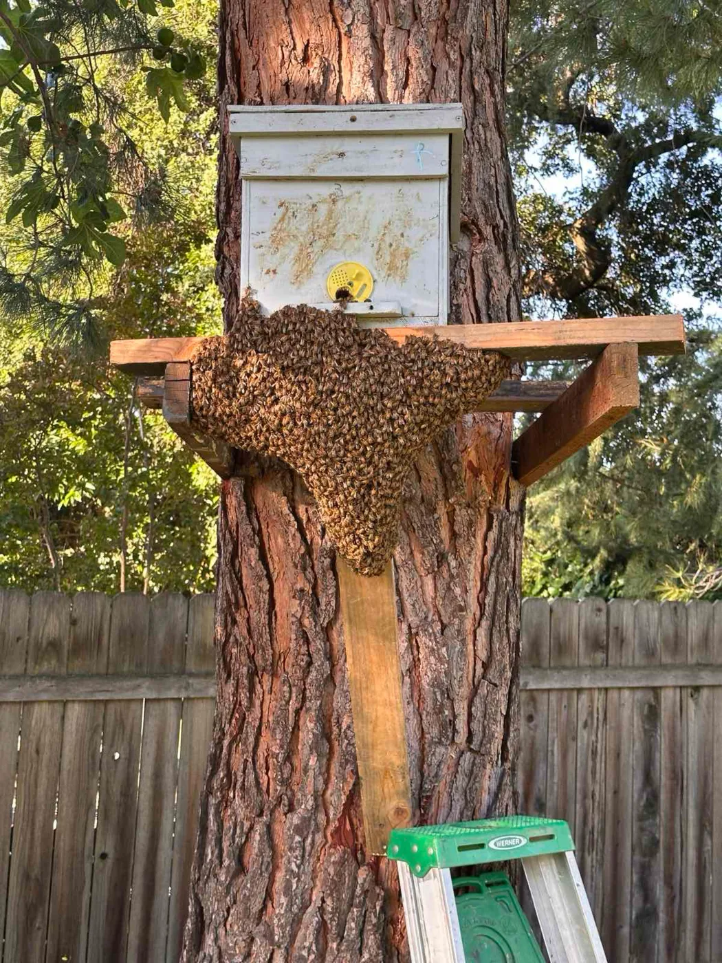 A honey bee swarm gathered on a wooden swarm-trap box mounted to a tree, ladder below